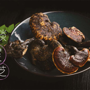 破壁灵芝孢子功效-浅谈灵芝