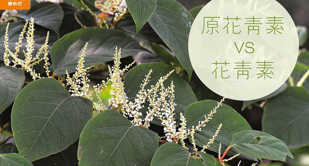 【原花青素花青素差别】原花青素 VS 花青素