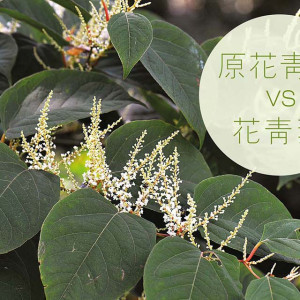 【原花青素花青素差别】原花青素 VS 花青素