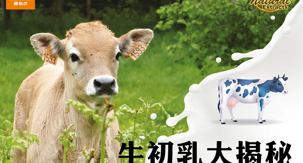 牛初乳功效-牛初乳大揭秘