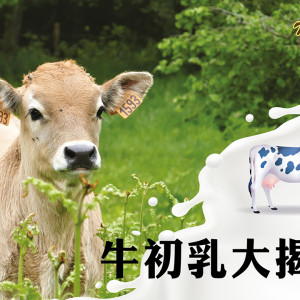 牛初乳功效-牛初乳大揭秘